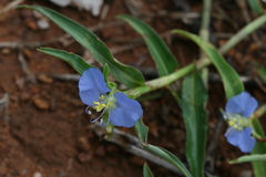 Commelina hasskarlii